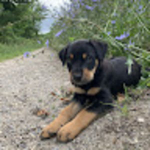 Meet your Posher, Adeline